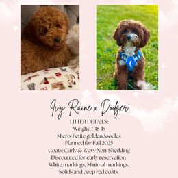 Expected litter 2 - Red  female Goldendoodle puppy in Vancouver, Washington from Pnwfamilydoodles