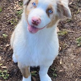 Australian Shepherds from Flying Aussie Ranch