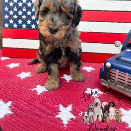 Goldendoodle Puppies from Lake Road Doodles