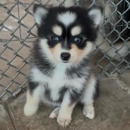 Domino - Black and white female Pomsky puppy in Spring Hill, Florida from PDQ Pomskies