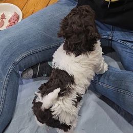 Nutella AKC Moyen - Poodle puppy from Cuddley-Poods Moyen poodles