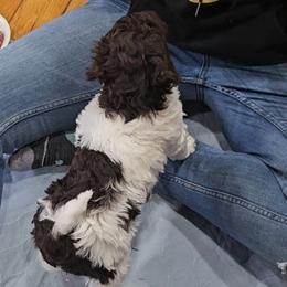 Nutella AKC Moyen - Poodle puppy from Cuddley-Poods Moyen poodles