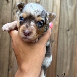Mae - Red merle female Miniature Australian Shepherd puppy in Waxahachie, Texas from Forever Holmes Aussies