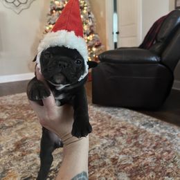 French Bulldog and Goldendoodle Puppies from C.P. Puppy Buddies