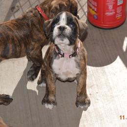 Boxer Puppies from Von Haus Piner