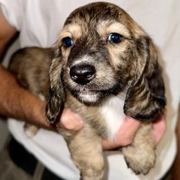 Ted - Brindle male Dachshund puppy in Fredonia, Arizona from Desert Horizon Dachshunds