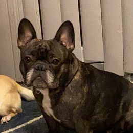 Stella - French Bulldog