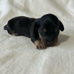 Brady - Black and tan male Dachshund puppy in Sebring, Florida from Mini Weenies