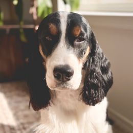 Harvey - English Springer Spaniel