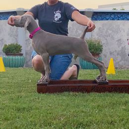 German Shorthaired Pointer and Weimaraner Puppies from SilverBay GunDogs