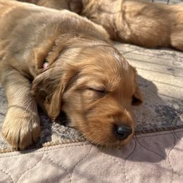 Golden Retriever Puppies from Golden Wiggle Retrievers