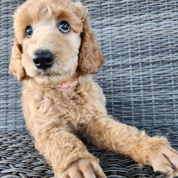 Baby - Red  female Poodle puppy in Spartanburg, South Carolina from Taya's Pups