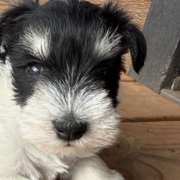 Miniature Schnauzers from Foust Family