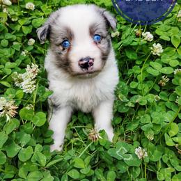 Badger - Blue merle male Miniature Australian Shepherd puppy in Kettle Falls, Washington from Ellie's Miniature Australian Shepherds