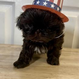 Freya - Liver and white female Shih Tzu puppy in Warrior, Alabama from The Anderson Farms Kennel