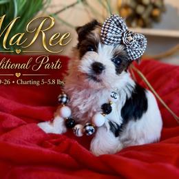 MaRee - Parti female Yorkshire Terrier puppy in Prosper, Texas from DaintyDawlz