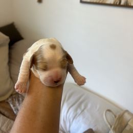 Cavalier King Charles Spaniel, Cavapoo, Maltipoo, and Poodle Puppies from Lainy's Cottage Puppies