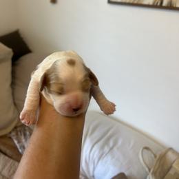 Cavalier King Charles Spaniel, Cavapoo, Maltipoo, and Poodle Puppies from Lainy's Cottage Puppies