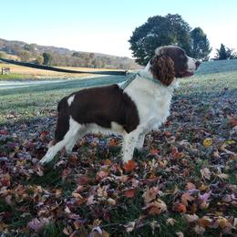 Dylan - English Springer Spaniel