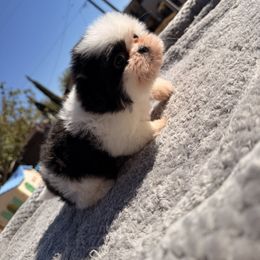 Jay - Black and white male Shih Tzu puppy in Apple Valley, California from Garcia_shihtzu