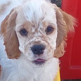 Big Red and White - Cocker Spaniel puppy in Peoria, Arizona from Stand Alone Cockers