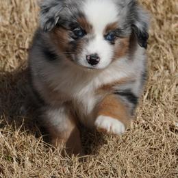 Blue Merle - Blue merle female Miniature Australian Shepherd puppy in Lawton, Oklahoma from Lindsey’s Aussies