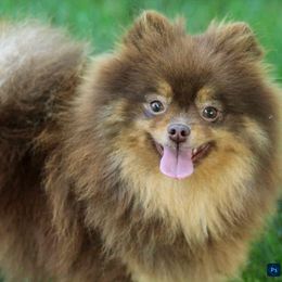 Reese - Pomeranian