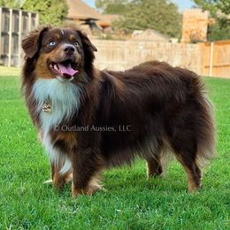 Scout - Toy Australian Shepherd