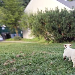 Labrador Retriever Puppies from Gabriel Ben-Yosef