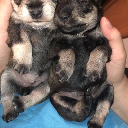 Miniature Schnauzer Puppies from Apples schnauzers