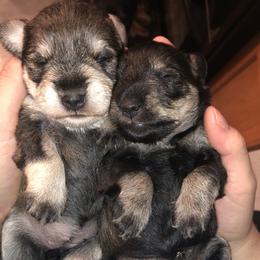 Miniature Schnauzer Puppies from Apples schnauzers