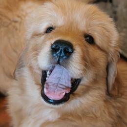 Golden Retrievers from Pups by Piper