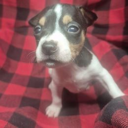 Pup 1 - White and black female Teddy Roosevelt Terrier puppy in Murray, Kentucky from Froschwald German Shepherds and Xanadu Teddy Roosevelt Terriers