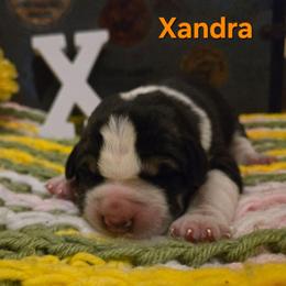 XANDRA - Black female Central Asian Shepherd Dog puppy in Michigan from Guardian Dog