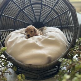 Poppy - Apricot female Cavapoo puppy in Chino, California from Coopers Lane Puppies