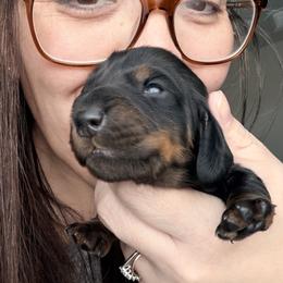 Aphrodite (light pink collar) - Black and tan female Dachshund puppy in Loris, South Carolina from Dogwood Mountain Dachshunds