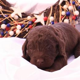Porsche - Chocolate female Goldendoodle puppy in Arlington, Texas from Chambers Doodle Patch