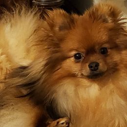 Pebbles - Pomeranian
