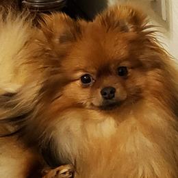Pebbles - Pomeranian