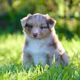 Rmm - Red merle male Miniature American Shepherd puppy in Stephenville, Texas from Diamond H Aussies