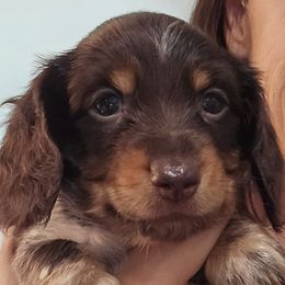 Boy 7 - Piebald male Dachshund puppy in Broken Arrow, Oklahoma from Native Dachshunds
