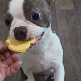 Lexi - Boston Terrier