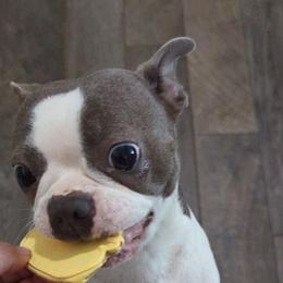 Lexi - Boston Terrier
