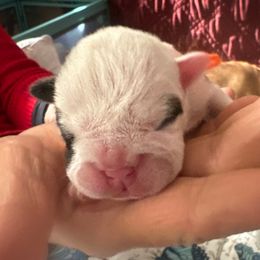 Fawn brindle and white male - Fawn brindle and white male Bulldog puppy in Fleetwood, Pennsylvania from D and D Bulldogs