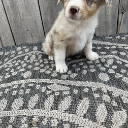 Miniature Australian Shepherd Puppies from Wild Outlaw Aussies