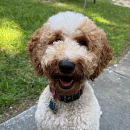 Muffin - Goldendoodle