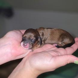 Girl 2 - Piebald female Dachshund puppy in Minden, Louisiana from Ironwood Creek