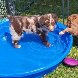 "Lion King Litter" Australian Shepherd Puppies from J&J Kennel