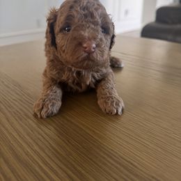 Goldendoodle Puppies from Heather's Goldendoodles
