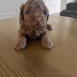 Goldendoodle Puppies from Heather's Goldendoodles